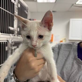 Rescue Siamese Cats for Adoption in Austin, Texas - Himalayan Sea Salt 29 | PetCurious