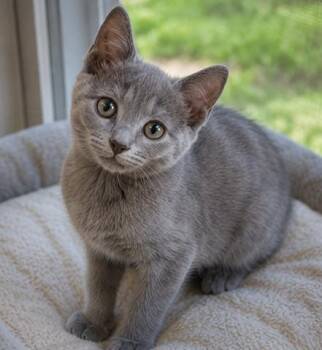 Princess Peach -  Domestic Short Hair Cat for Adoption in Shorewood, Illinois - Princess Peach | PetCurious