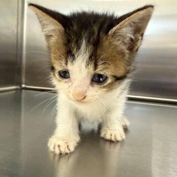 Zeke -  Domestic Short Hair Cat Available for Adoption in Marshall, Texas - Zeke | PetCurious