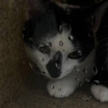 Shiloh -  Domestic Short Hair Cat for Adoption in Philadelphia, Pennsylvania - Shiloh | PetCurious