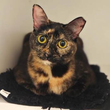 Wednesday -  Domestic Short Hair Cat Available for Adoption in Cumming, Georgia - Wednesday | PetCurious