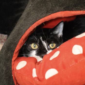 Rescue Domestic Short Hair Cats for Adoption in Briarcliff Manor, New York - Coraline | PetCurious