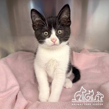 Domestic Short Hair Cats Available for Adoption in Irvine, California - VENUS | PetCurious