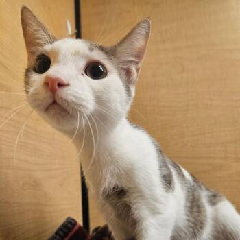 Bishop -  Domestic Short Hair Cat for Adoption in Grantsville, Utah - Bishop | PetCurious