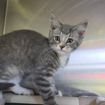 Domestic Short Hair Cats Available for Adoption in Rock Falls, Illinois - Monkey | PetCurious