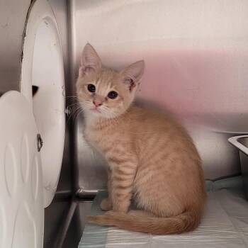 Cody -  Domestic Short Hair Cat for Adoption in Belfair, Washington - Cody | PetCurious