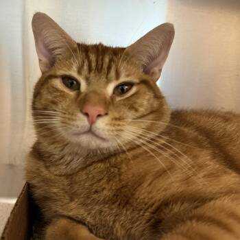 Domestic Short Hair Cats Available for Adoption in Reisterstown, Maryland - Ned | PetCurious
