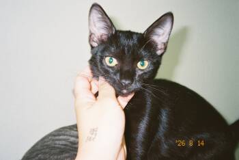 Hershey -  Domestic Short Hair Cat for Adoption in Brentwood, California - Hershey | PetCurious