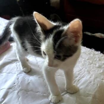 Persephone -  Domestic Short Hair Cat for Adoption in Grantsville, Utah - Persephone | PetCurious