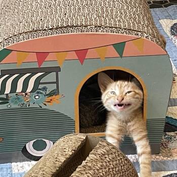 Domestic Short Hair Cats Available for Adoption in Bloomington, Illinois - Bluebell | PetCurious