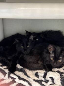 Domestic Short Hair Cats Available for Adoption - Alma | PetCurious