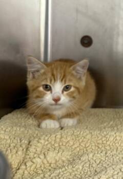 Domestic Short Hair Cats Available for Adoption in Murray, Kentucky - CJ | PetCurious