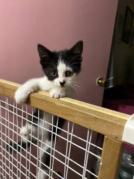 IHazSox -  Domestic Short Hair Cat for Adoption in Topeka, Kansas - IHazSox | PetCurious