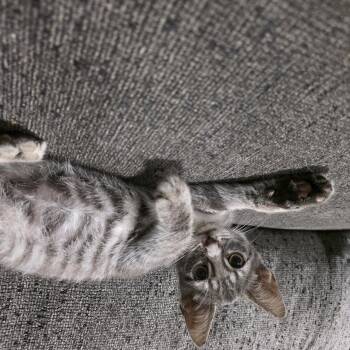 Fizzle -  Domestic Short Hair Cat for Adoption in Mastic, New York - Fizzle | PetCurious