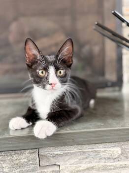Orbit -  Domestic Short Hair Cat for Adoption in Houston, Texas - Orbit | PetCurious