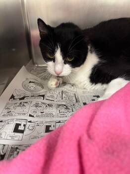 Domestic Short Hair Cats Available for Adoption - Sheldon | PetCurious