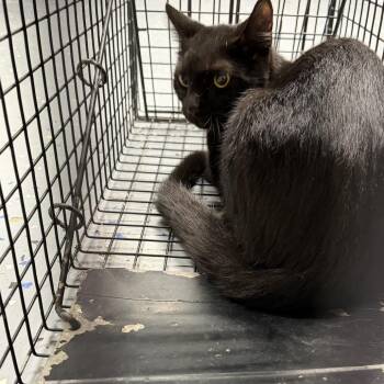 TUSC-Wildlife-85858 -  Domestic Short Hair Cat for Adoption in Tuscaloosa, Alabama - TUSC-Wildlife-85858 | PetCurious