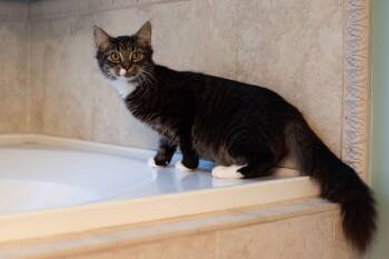 Rescue Domestic Medium Hair Cats for Adoption in Evans, Georgia - Mushu | PetCurious