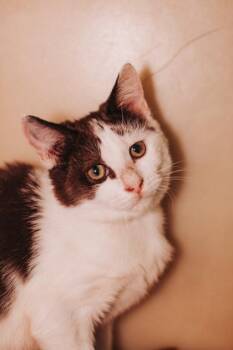 06335B Kale -  Domestic Short Hair Cat Available for Adoption in North Charleston, South Carolina - 06335B Kale | PetCurious