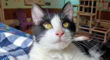 Genevieve -  Domestic Medium Hair Cat for Adoption in Cullowhee, North Carolina - Genevieve | PetCurious