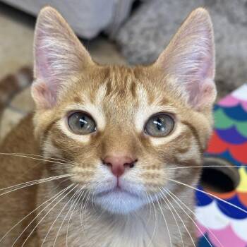 Oliver -  Domestic Short Hair Cat for Adoption in Crystal Lake, Illinois - Oliver | PetCurious