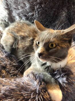 Rescue Domestic Short Hair Cats for Adoption in Columbus, Minnesota - Shantelia | PetCurious