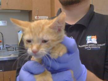 HERCULES -  Domestic Short Hair Cat for Adoption in Sacramento, California - HERCULES | PetCurious
