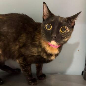 Domestic Short Hair Cats Available for Adoption in Chattanooga, Tennessee - Gwen | PetCurious