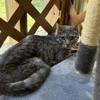 Marlow -  Domestic Short Hair Cat Available for Adoption in Tupelo, Mississippi - Marlow | PetCurious