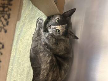 Rescue Domestic Short Hair Cats for Adoption in Saint Charles, Missouri - Travlers | PetCurious