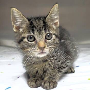 Hannah -  Domestic Short Hair Cat for Adoption in Michigan City, Indiana - Hannah | PetCurious