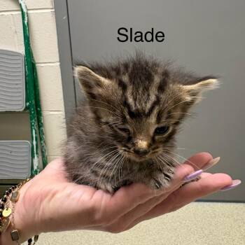 Domestic Short Hair Cats Available for Adoption in Windsor, Virginia - Slade | PetCurious