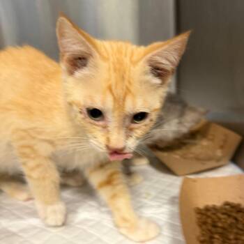 Dove -  Domestic Short Hair Cat for Adoption in Greensboro, North Carolina - Dove | PetCurious