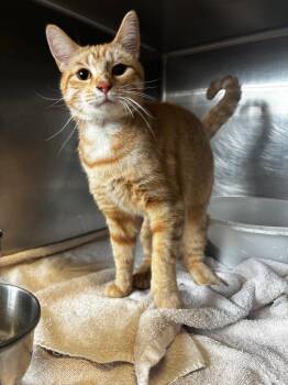 Domestic Short Hair Cats Available for Adoption in Lima, Ohio - Shaggy | PetCurious