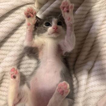Peanut -  Domestic Short Hair Cat for Adoption in Austin, Texas - Peanut | PetCurious