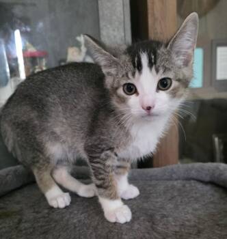 Domestic Short Hair Cats Available for Adoption in Chicago Ridge, Illinois - NESTER | PetCurious
