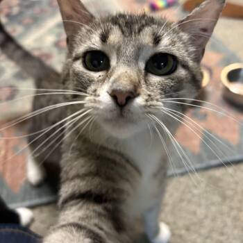 Marni -  Domestic Short Hair Cat Available for Adoption in Nashville, Tennessee - Marni | PetCurious