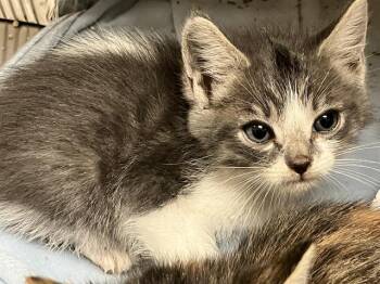 STING -  Domestic Short Hair Cat for Adoption in Tustin, California - STING | PetCurious