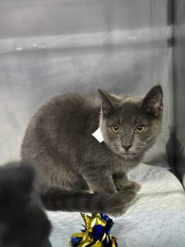 Owen -  Domestic Short Hair Cat for Adoption in Mount Vernon, Ohio - Owen | PetCurious