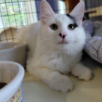 Ferdinand -  Domestic Long Hair Cat for Adoption in Littleton, New Hampshire - Ferdinand | PetCurious