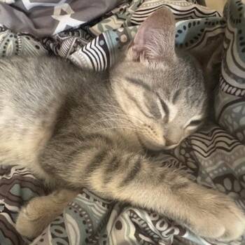 Rescue Tabby and Domestic Short Hair Cats for Adoption in Wyandotte, Michigan - Stella Rose | PetCurious