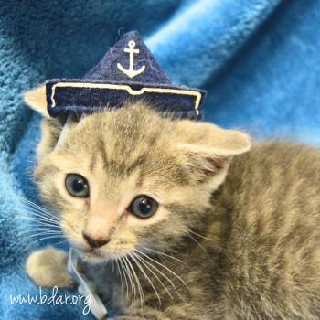 Brig -  Domestic Short Hair Cat Available for Adoption in Cheyenne, Wyoming - Brig | PetCurious