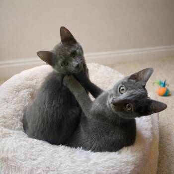 Russian Blue and Domestic Short Hair Cats Available for Adoption in Hillsboro, Texas - Fergus: Tiny White Patch, Big Personality | PetCurious