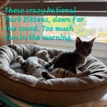 Acadia -  Domestic Short Hair Cat for Adoption in Penndel, Pennsylvania - Acadia | PetCurious