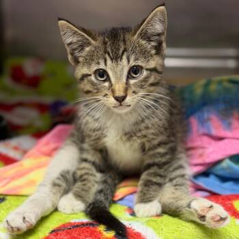 Fidgit -  Domestic Short Hair Cat for Adoption in Fort Smith, Arkansas - Fidgit | PetCurious