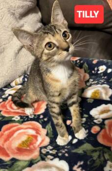 TILLY -  Tabby Cat for Adoption in Elgin, South Carolina - TILLY | PetCurious