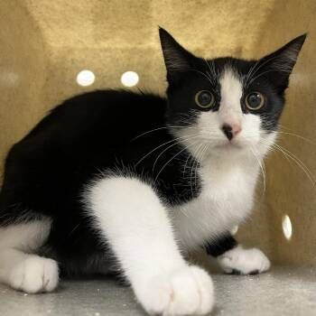 SVAS-Stray-39308 -  Domestic Short Hair Cat for Adoption in Lyndhurst, Virginia - SVAS-Stray-39308 | PetCurious