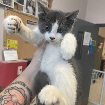 1548-C26 -  Domestic Short Hair Cat for Adoption in Port Charlotte, Florida - 1548-C26 | PetCurious