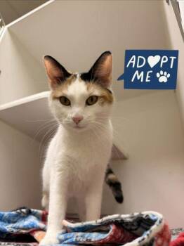 Domestic Short Hair Cats Available for Adoption in Lowell, Massachusetts - Calladium | PetCurious