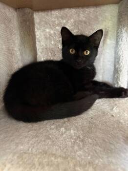 Scarlett -  Domestic Short Hair Cat for Adoption in Ottawa, Ontario - Scarlett | PetCurious